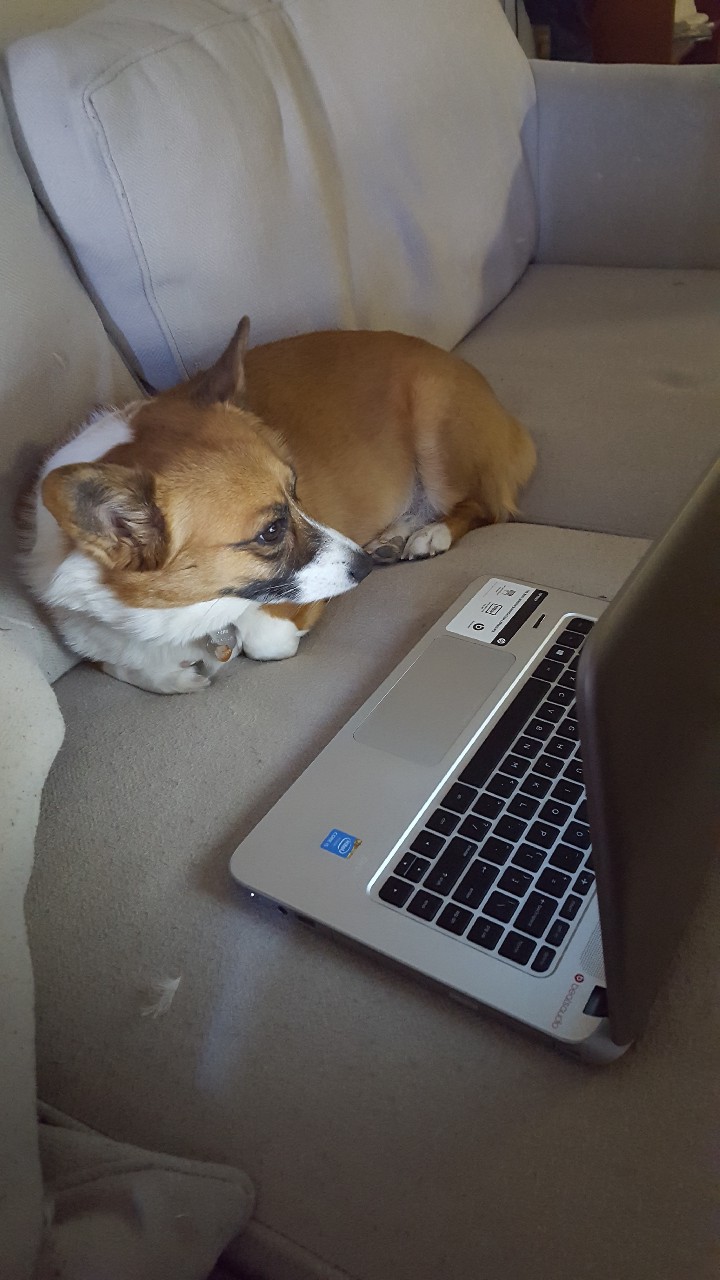 A corgi lying on a couch. In front of her is an open laptop.
